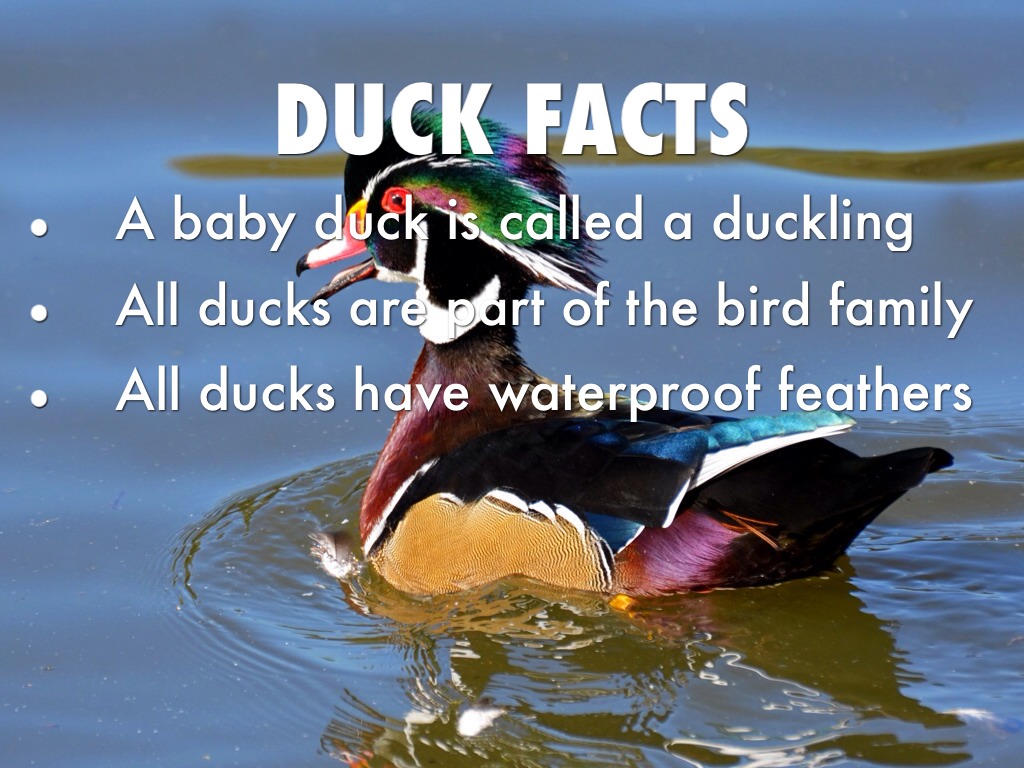 Oviparous Anima by Alana Tesan