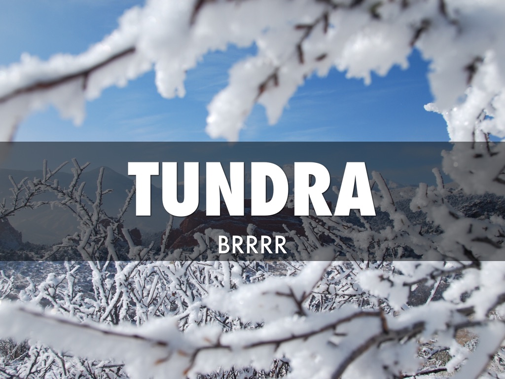 The Tundra