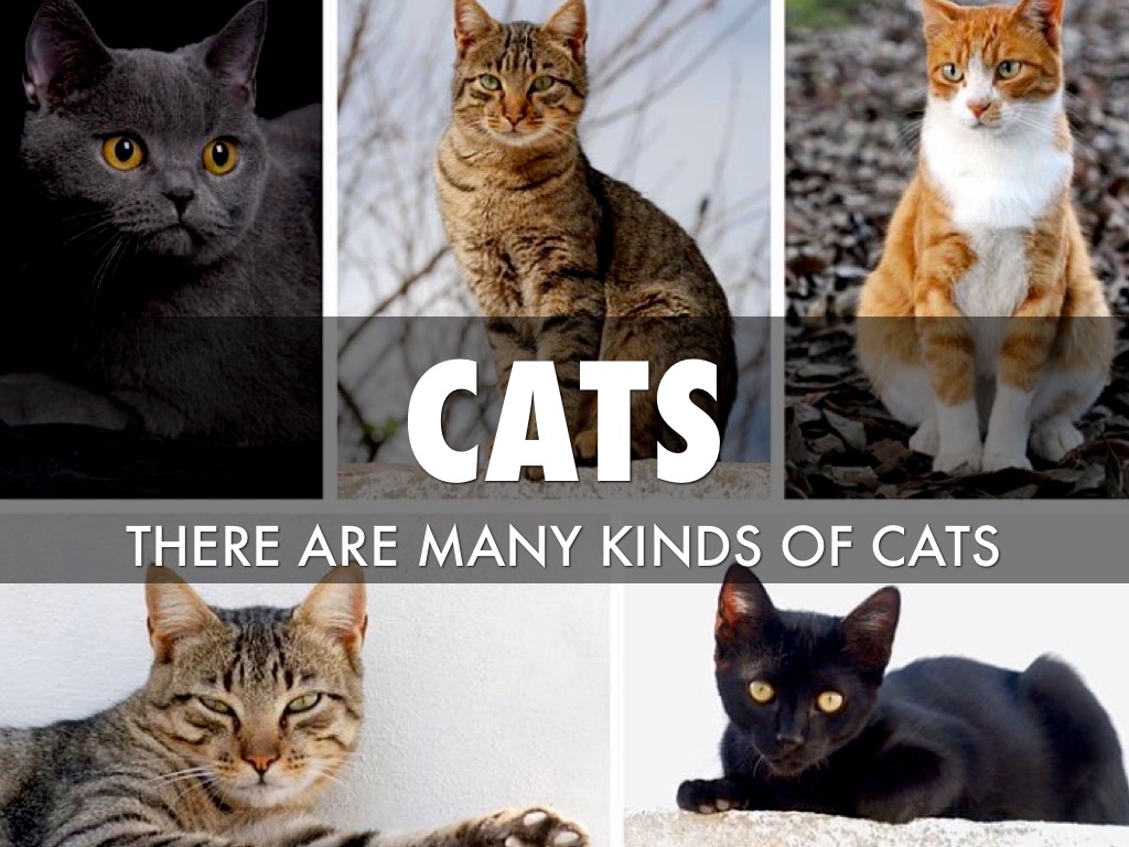 Cats