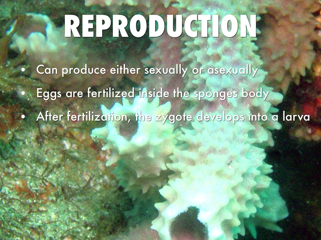 Sponges by lewis.chube