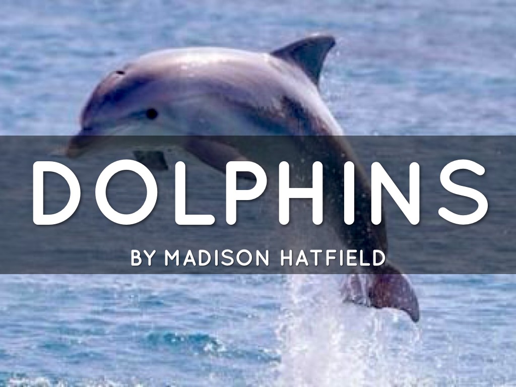 Dolphins