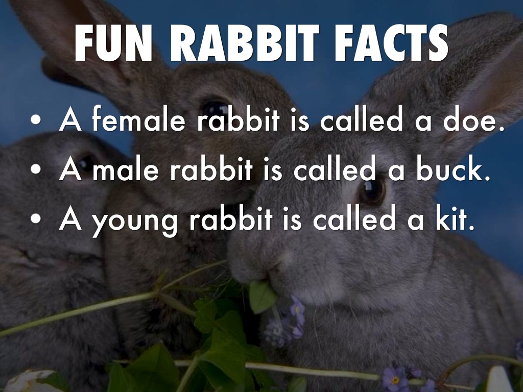 Rabbits by Donna Meehan