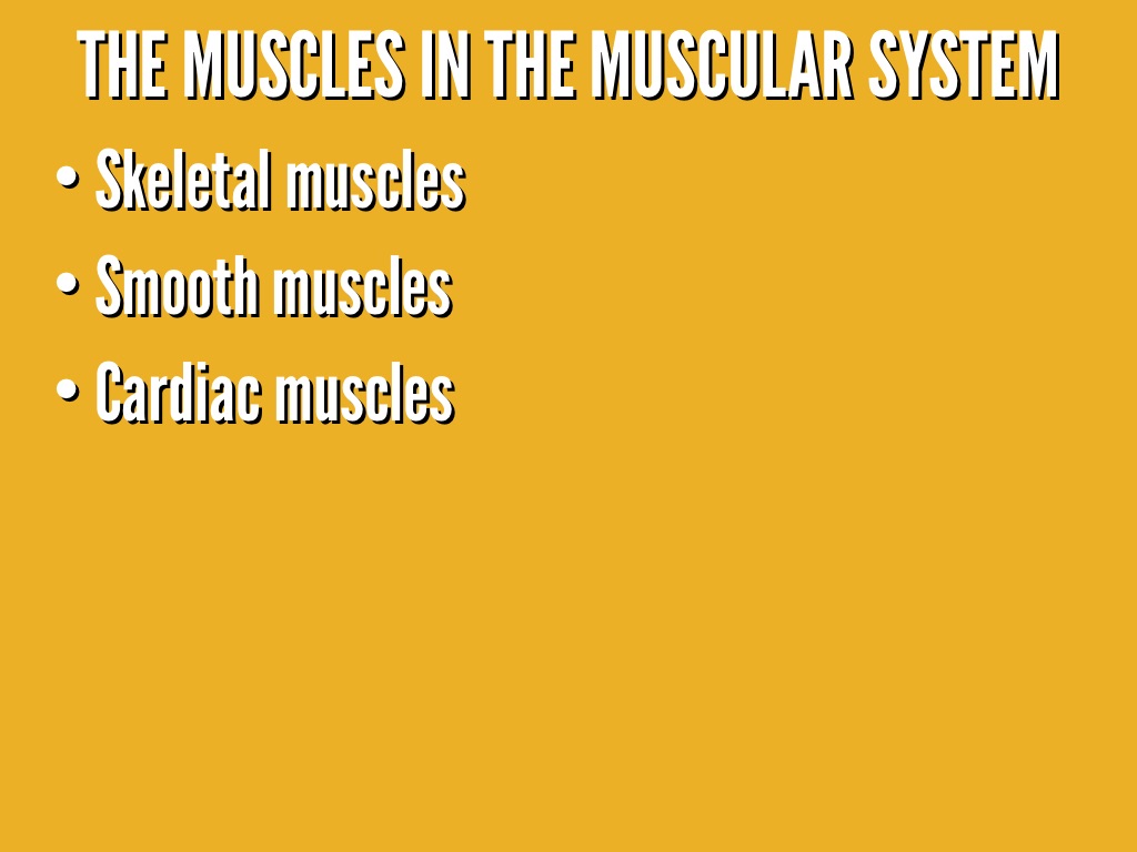 Muscular System