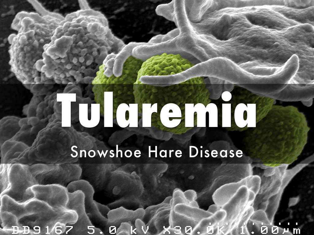 Disease- Snowshoe Hare