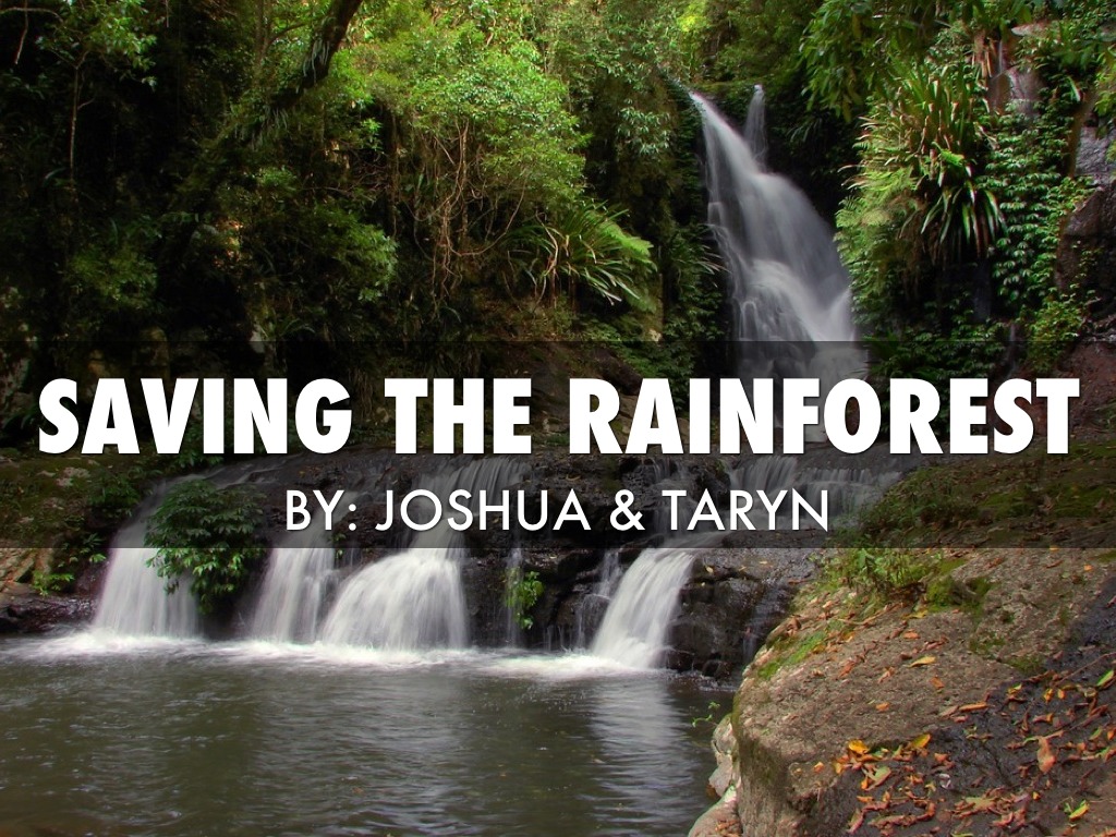 Saving The Rainforest