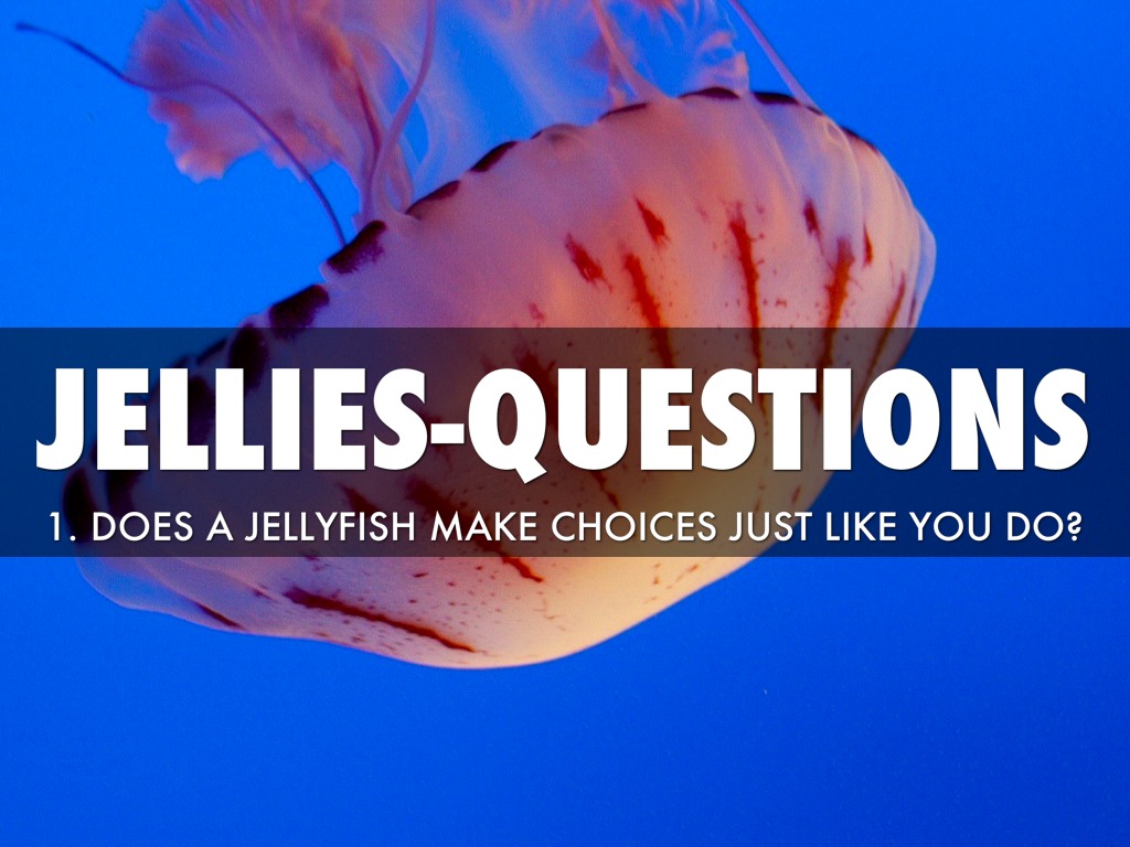 JelliesQuestions by lblair