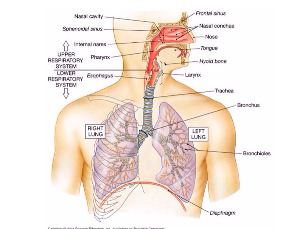 The Respiratory System