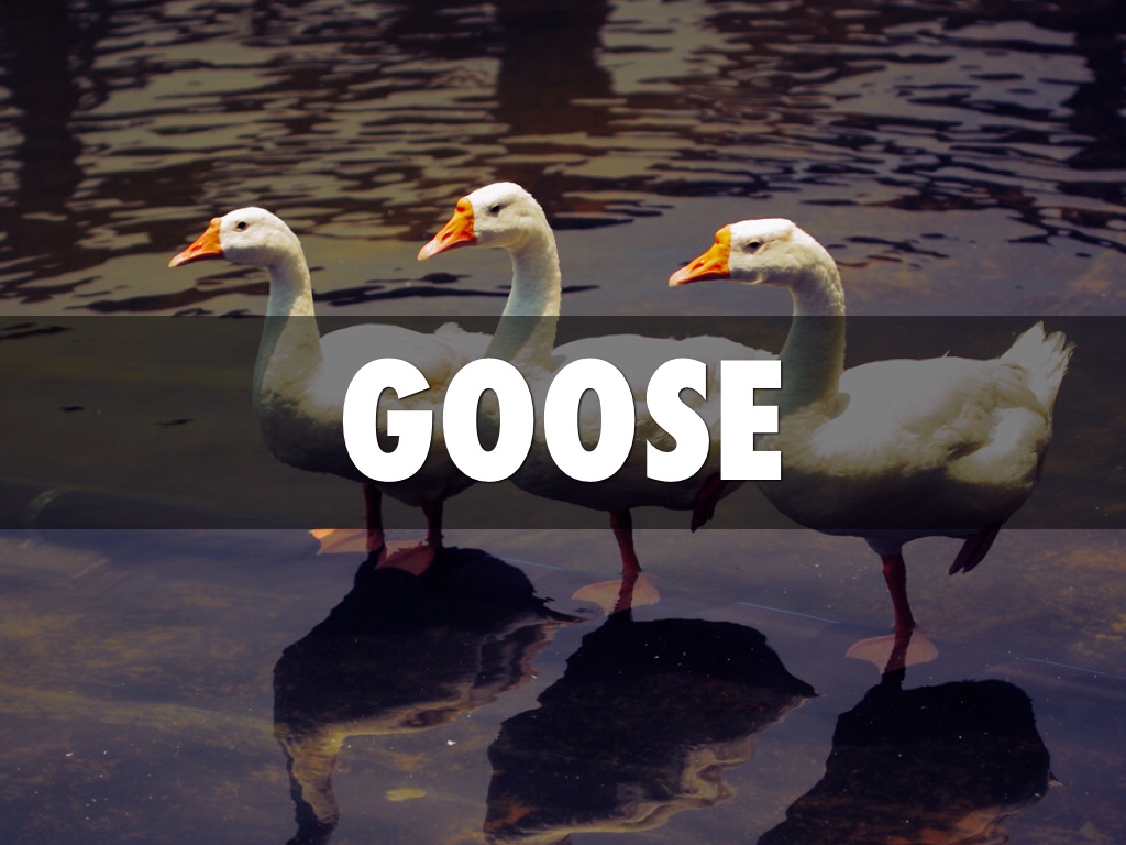 Clean And Unclean Animals by Jacky Xu