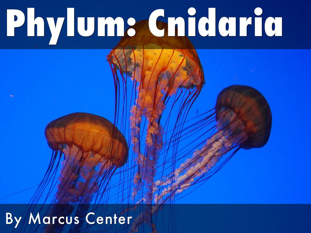 Cnidaria