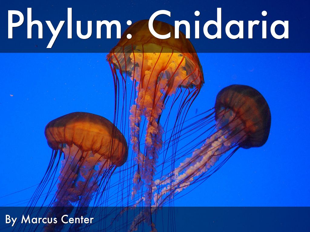 Cnidaria