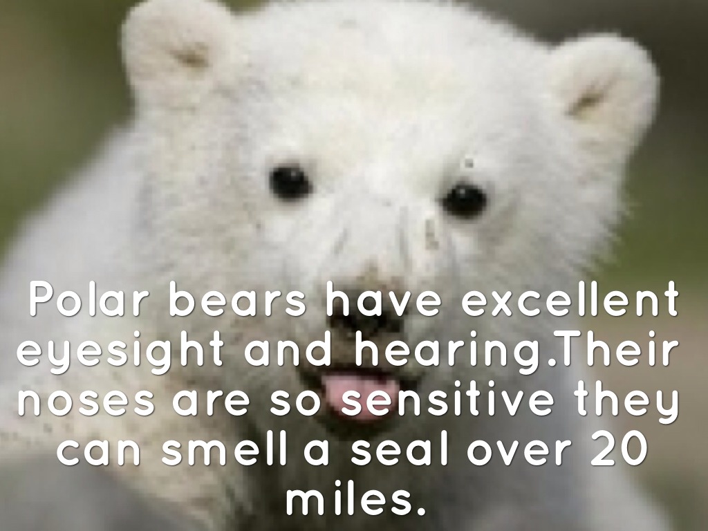 Polar Bears by Andrew G