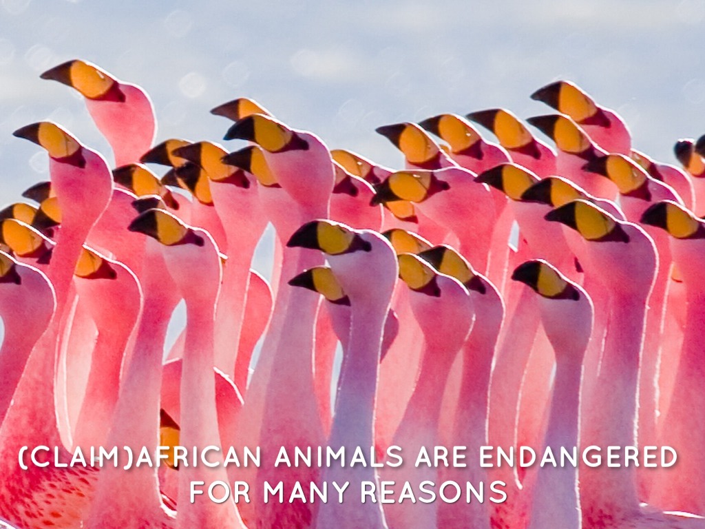 Endangered African Animals 