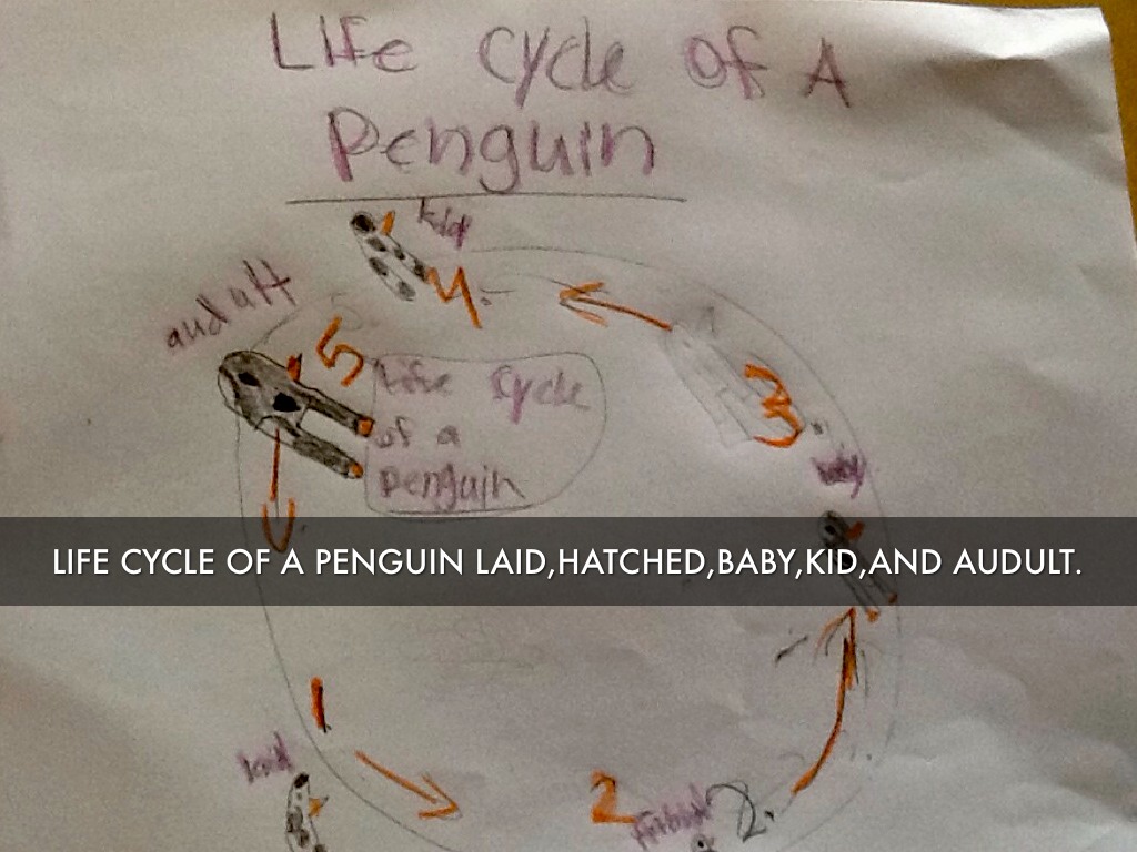 Penguins by Jacqueline Durant