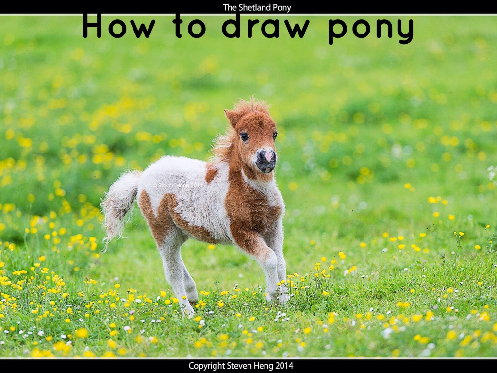 How To Draw A Pony