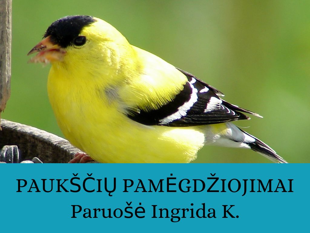 Copy of Paukščių pamėgdžiojimai