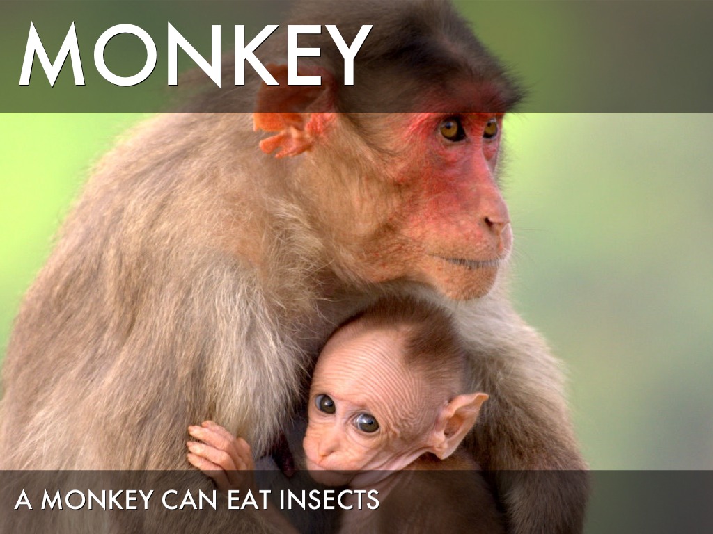 Adaptations by SJE 4th Grade Cart