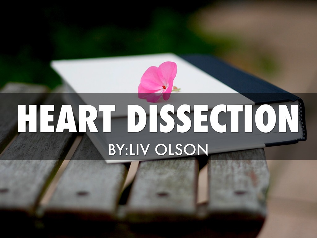 heart dissection