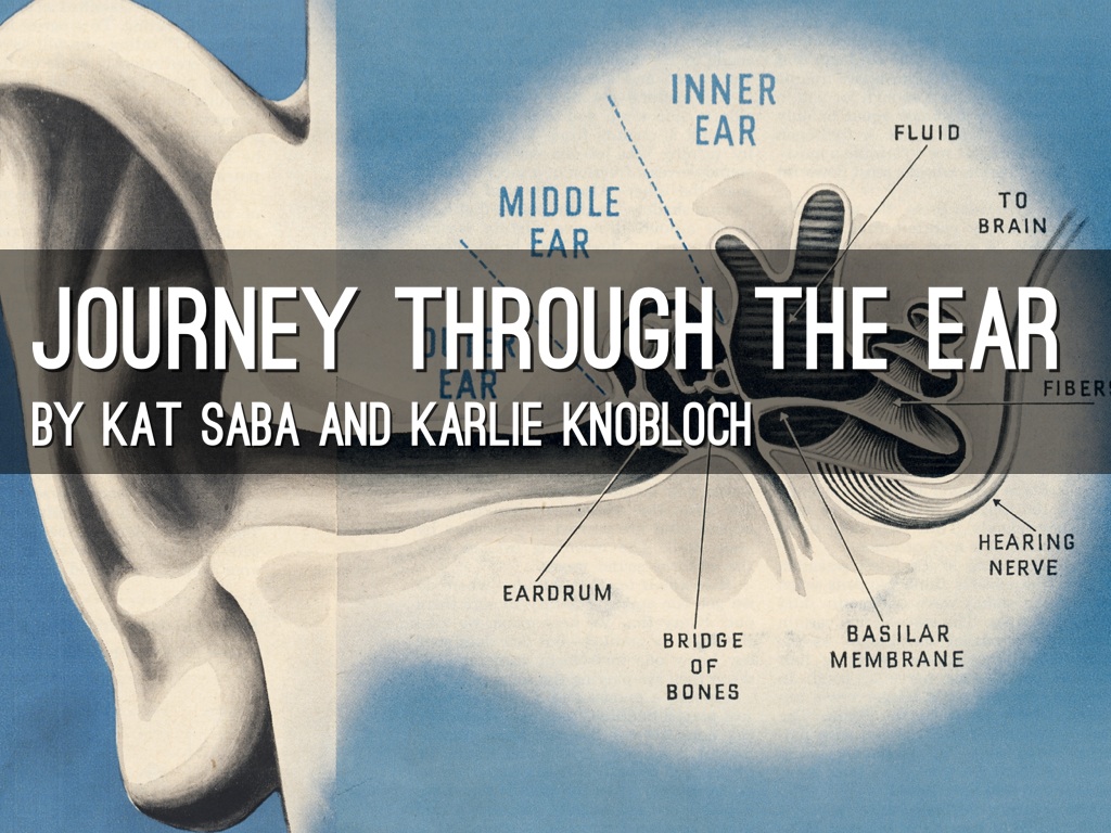 Journey Through The Ear