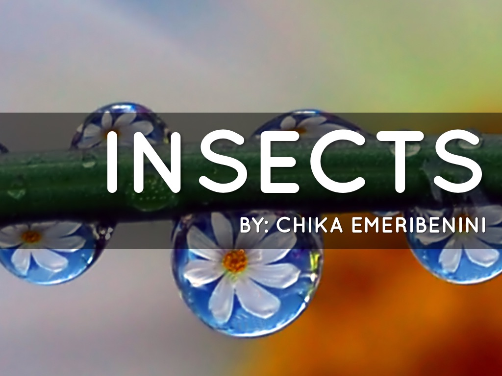 Insect Assessment 