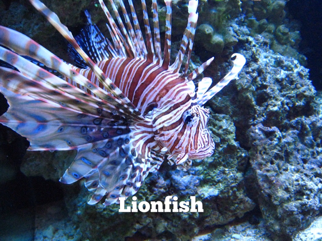 Lionfish