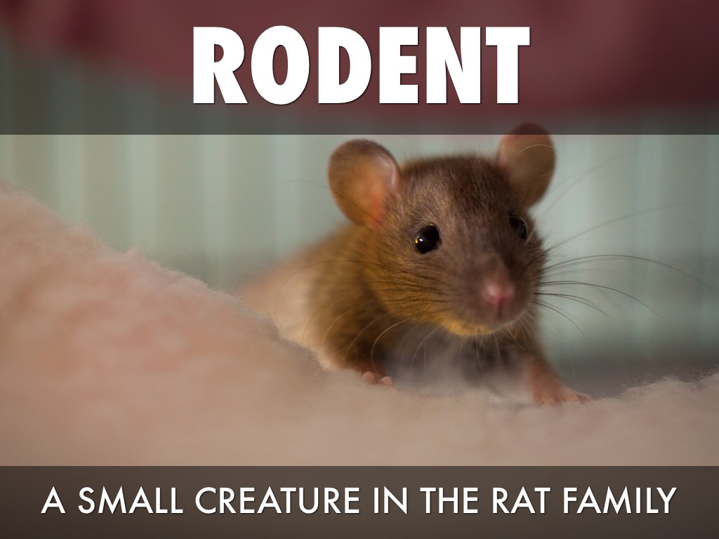 Fourth Grade Rats Vocabulary 