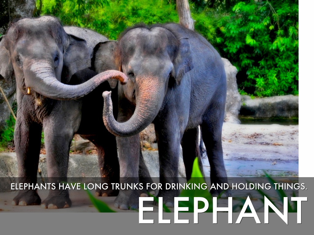 Adaptations by SJE 4th Grade Cart