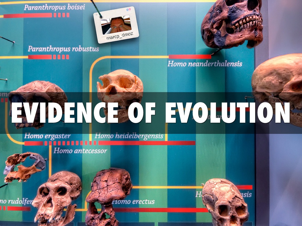 Evidence Of Evolution by Stephanie Leapaldt