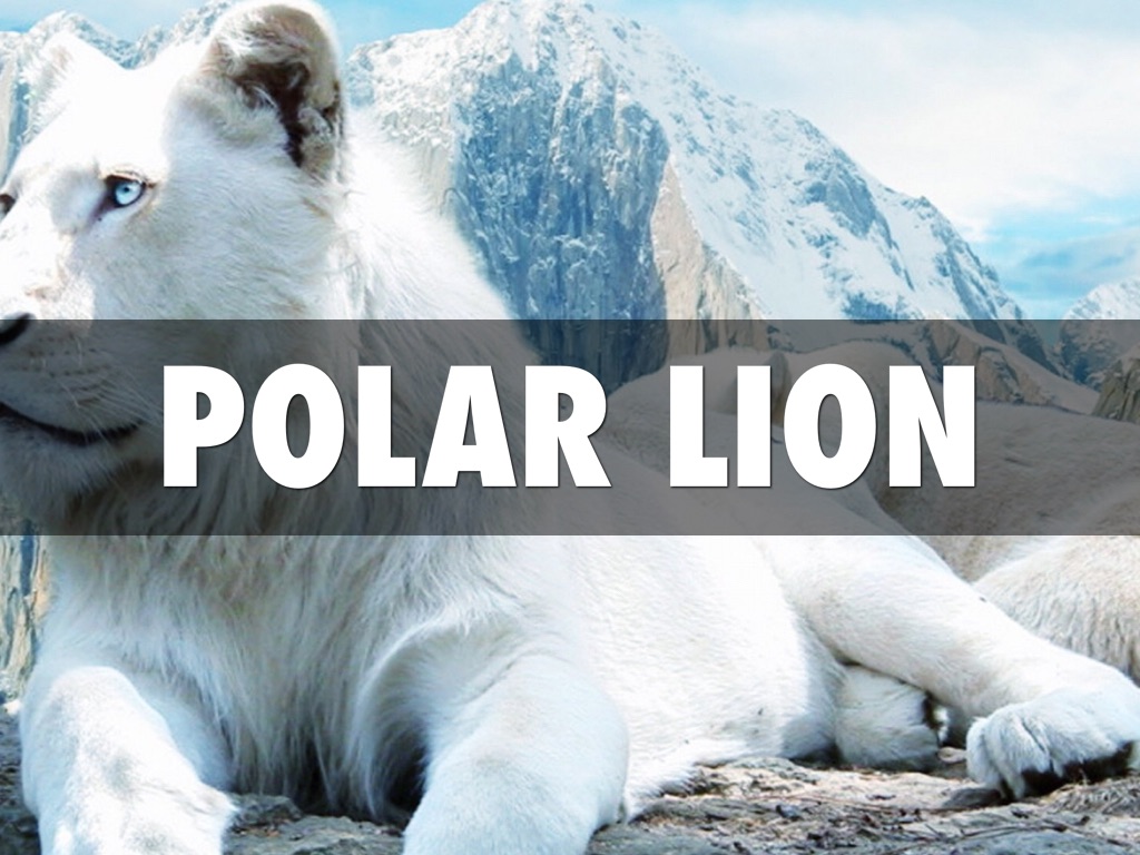 Polar Lion 
