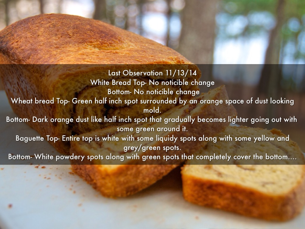 Moldy Bread By Zan Reynolds