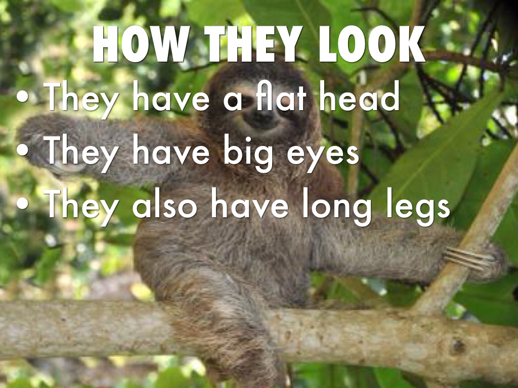 Sloths by Daniel Reyes