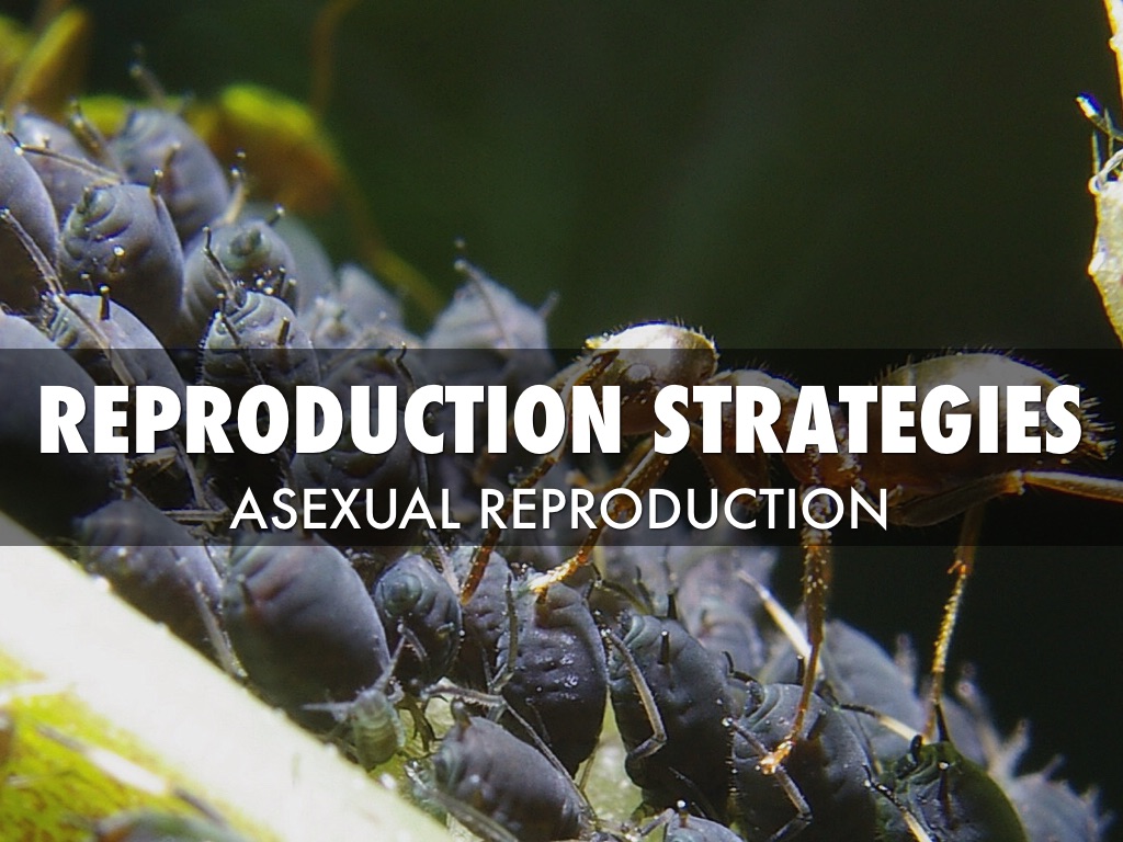 Reproduction Strategies