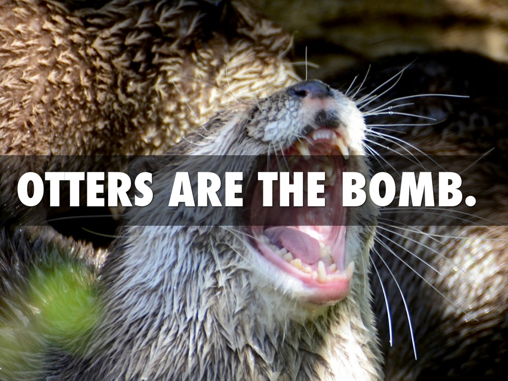 Otters