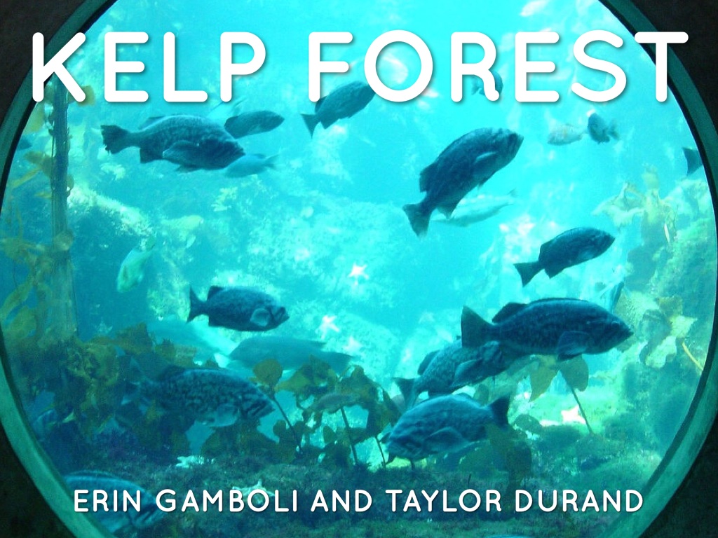 Haiku Deck In Action