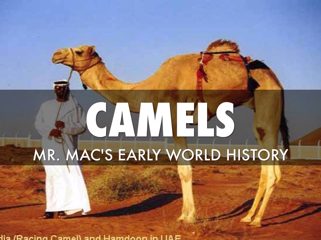 Camels Mr. Mac