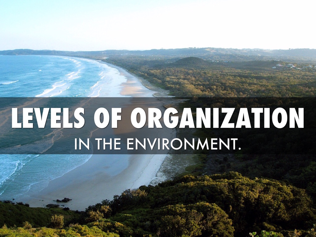 Levels Of Organization 