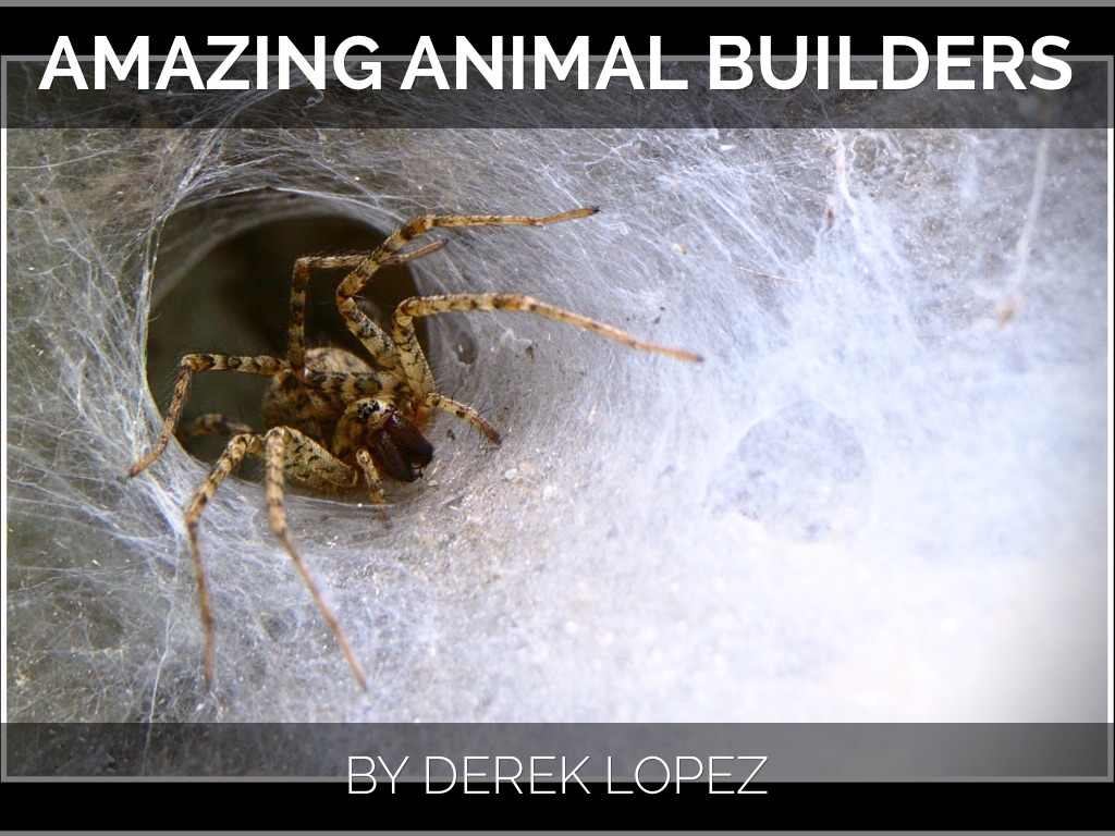 Amazing Animal Builders by Derek Lopez
