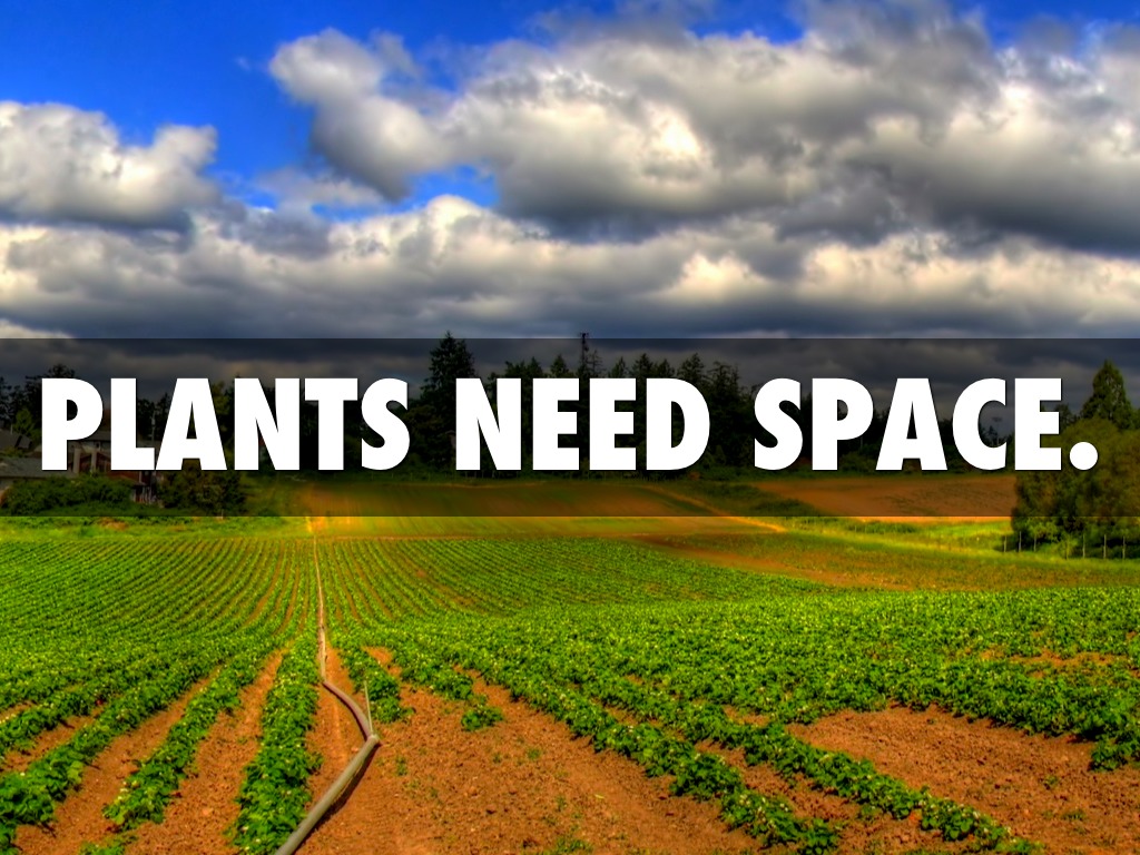 From Seed To Plant by Sandy Saucier