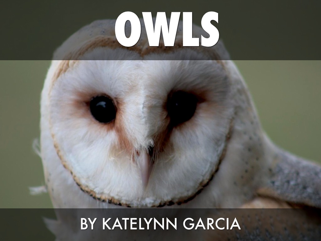 Owls By Katelynn Garcia  