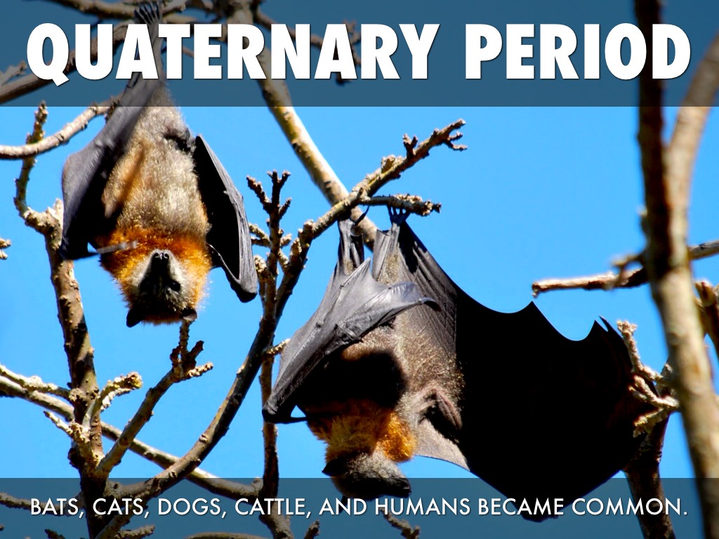 Eras By Judy Davenport - 1024x768 - jpeg Quaternary Animals