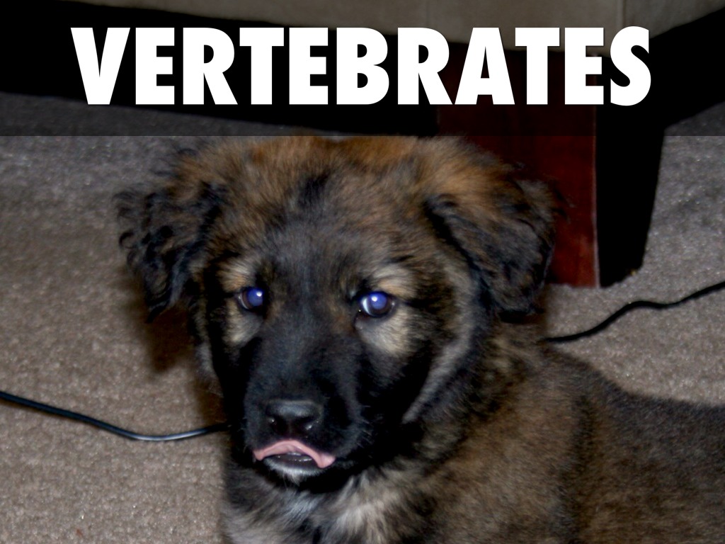 Vertebrates 