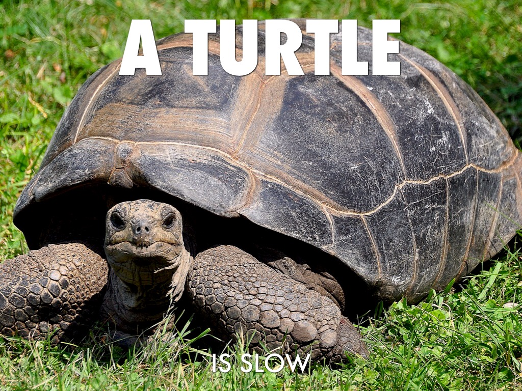 Arunabh Oviparous Animals by first_faria