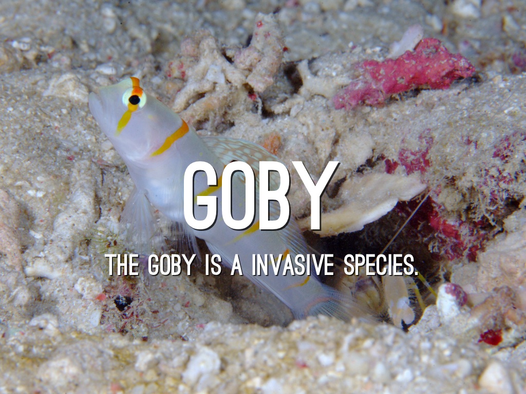 Goby