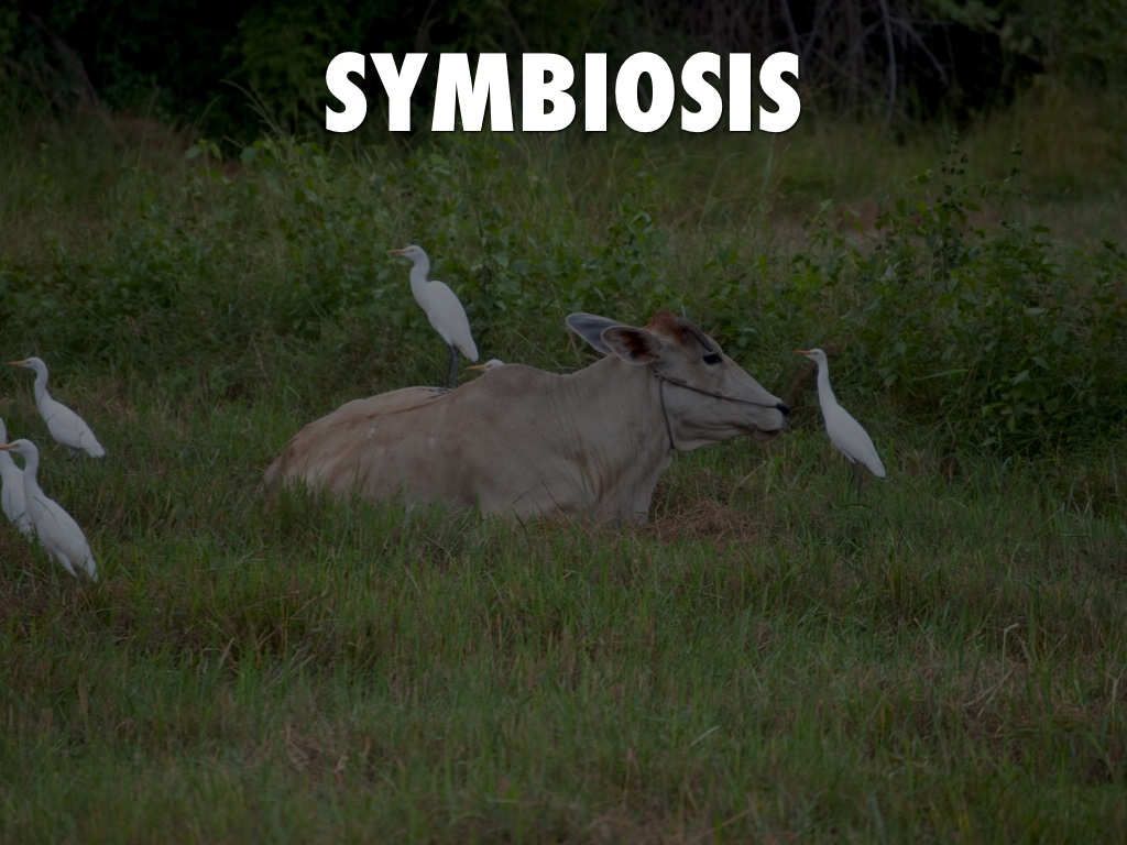 Vanders Symbiosis