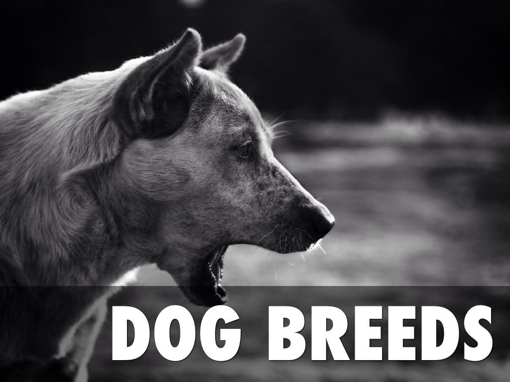 Dog Breeds
