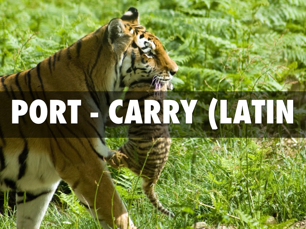 Port Latin Root by Dlayla Chakolis