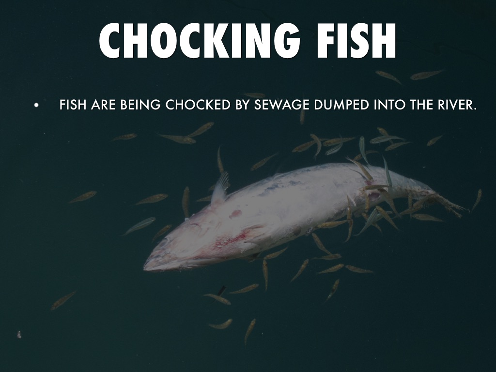 swag.mov/420Blazeit river clean up