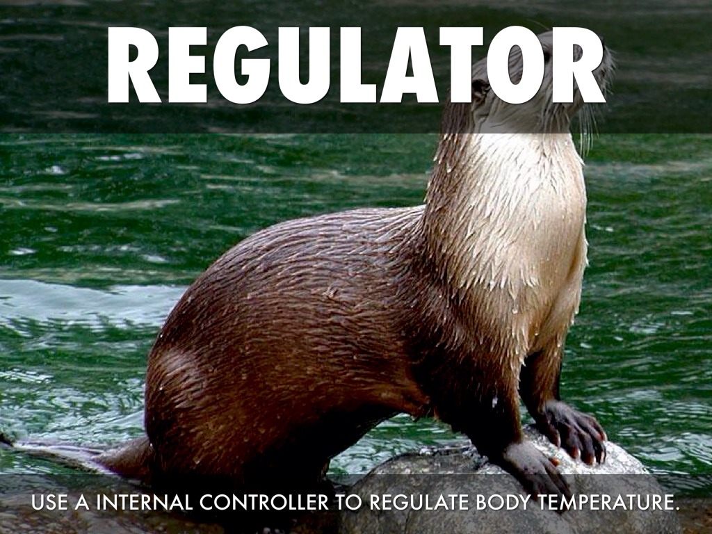 Ecology by Dillon Hadley