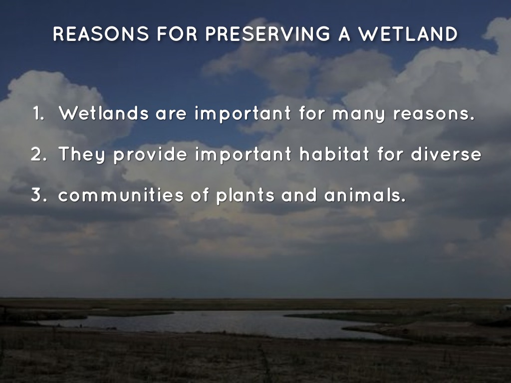 Wetlands by Me And Friends Friends