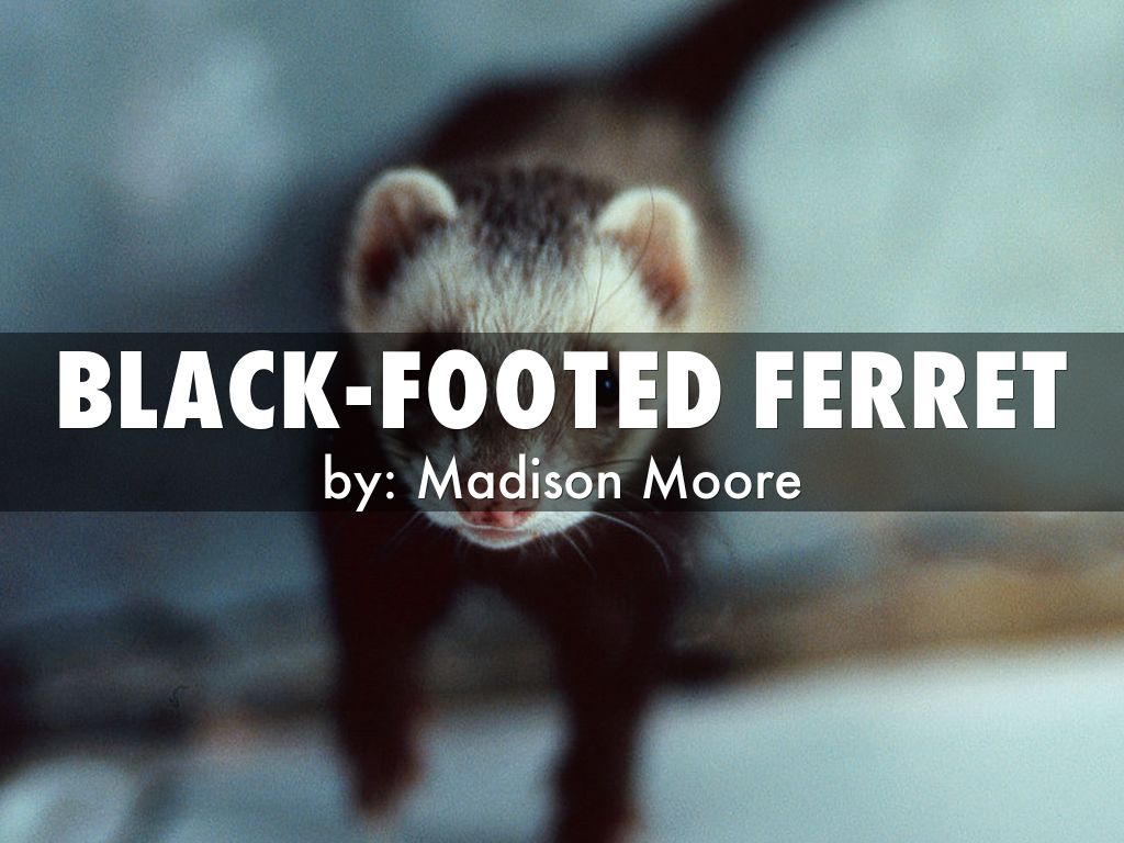 black-footed ferret
