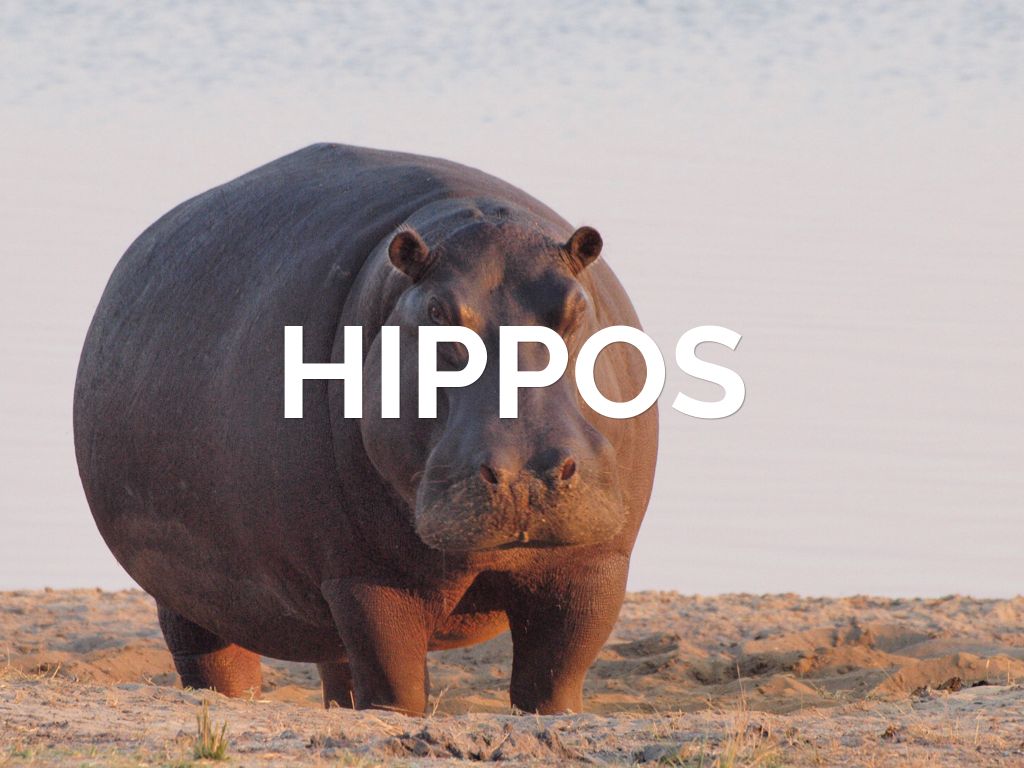 Hippo